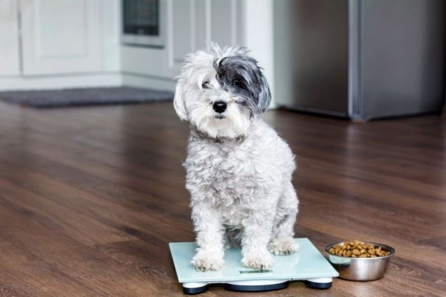 Ozempic für Haustiere Kommen bald Abnehmspritzen für Hunde und Katzen.jpg